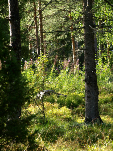 2107_Lichtblick_