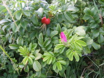 2402_Rose_