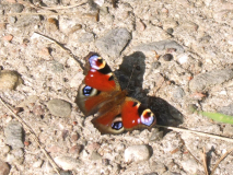 2707_Tagpfauenauge_