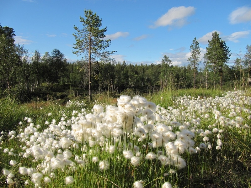 Wollgras in Kiilopää, Juli 2012