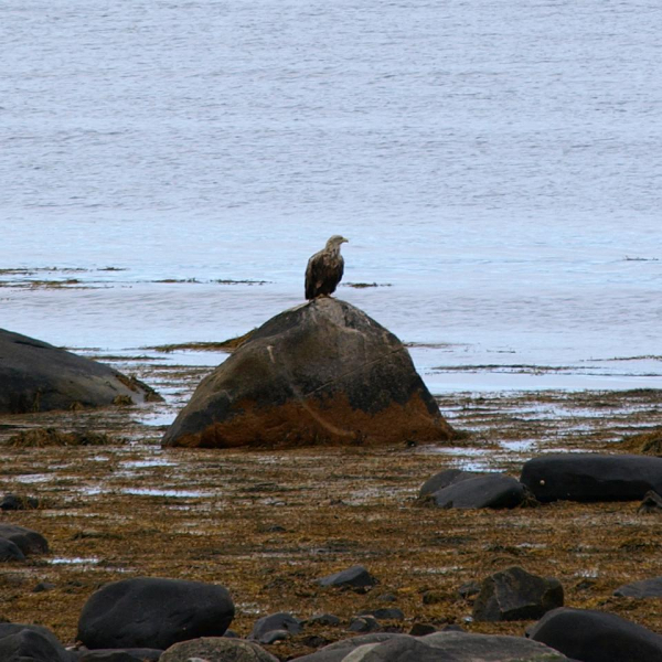 1602_Adler_
